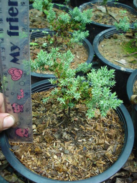 Juniperus squamata