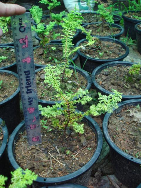 Chamaecyparis obtusa golden fern | Chananya Palm & Cycad Nursery - เมืองชัยภูมิ ชัยภูมิ