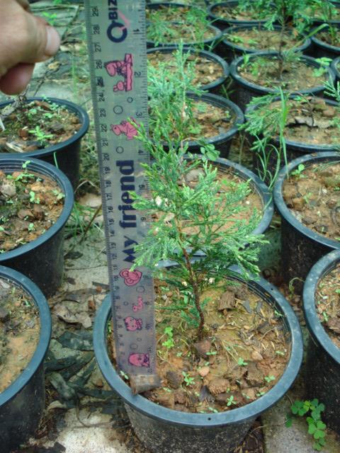 Juniperus spartan | Chananya Palm & Cycad Nursery - เมืองชัยภูมิ ชัยภูมิ