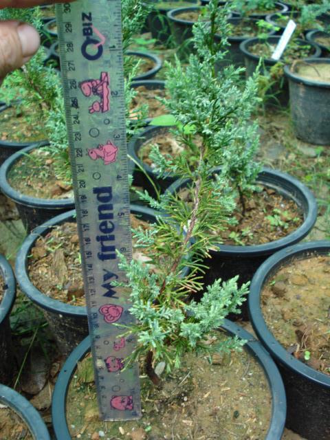 Juniperus x-media blaauw | Chananya Palm & Cycad Nursery - เมืองชัยภูมิ ชัยภูมิ