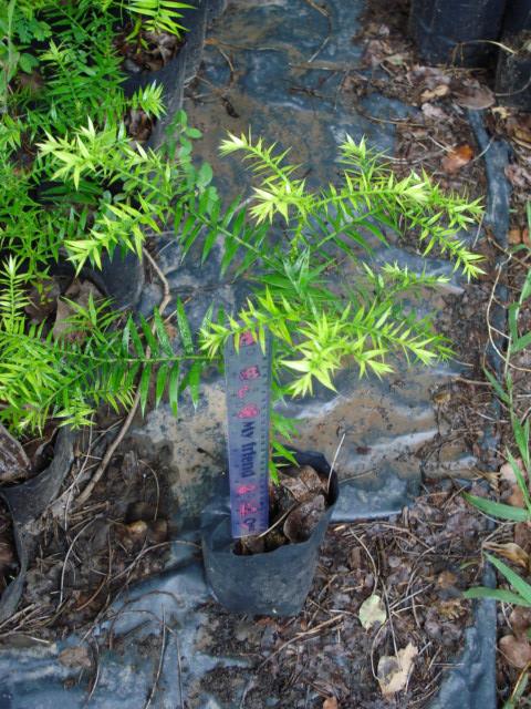 Araucaria bidwillii | Chananya Palm & Cycad Nursery - เมืองชัยภูมิ ชัยภูมิ