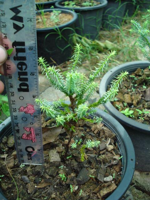 Chameacyparis pisifera plumosa aurea