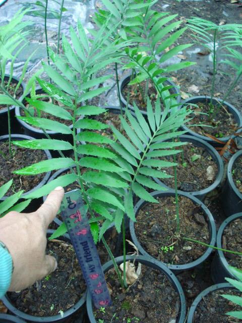 Encephalartos munchii | Chananya Palm & Cycad Nursery - เมืองชัยภูมิ ชัยภูมิ