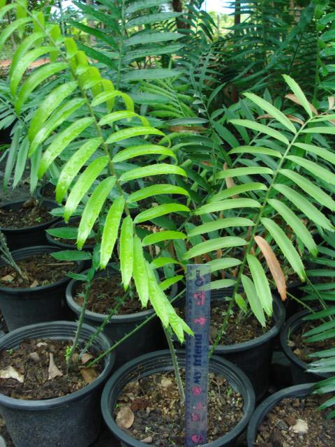Encephalartos manikensis | Chananya Palm & Cycad Nursery - เมืองชัยภูมิ ชัยภูมิ