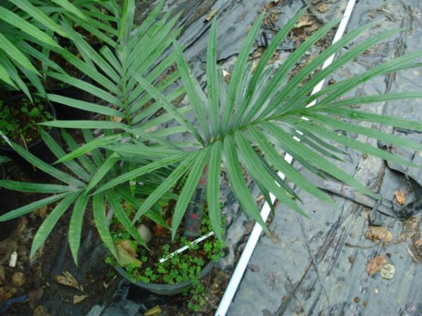 Cycas apoa | Chananya Palm & Cycad Nursery - เมืองชัยภูมิ ชัยภูมิ