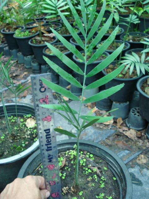 Encephalartos nubimontanus  | Chananya Palm & Cycad Nursery - เมืองชัยภูมิ ชัยภูมิ