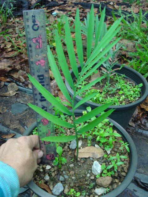 Encephalartos princep | Chananya Palm & Cycad Nursery - เมืองชัยภูมิ ชัยภูมิ