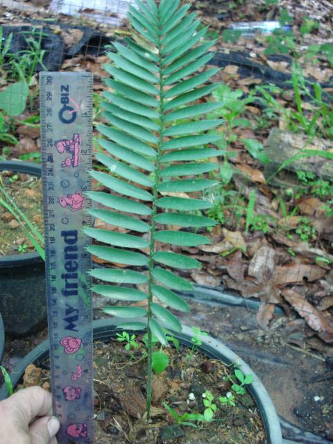 Encephalartos ngoyanus | Chananya Palm & Cycad Nursery - เมืองชัยภูมิ ชัยภูมิ