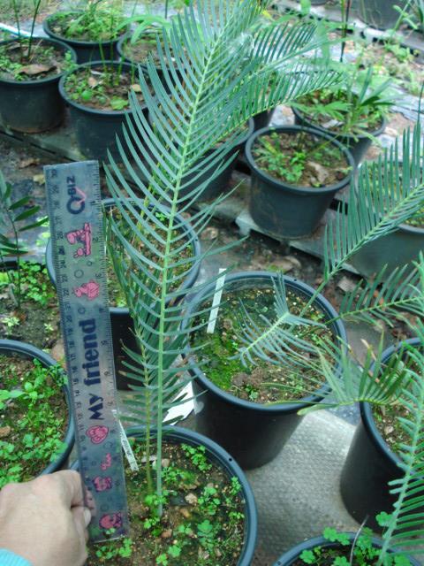 Encephalartos friderici-guilielmi | Chananya Palm & Cycad Nursery - เมืองชัยภูมิ ชัยภูมิ
