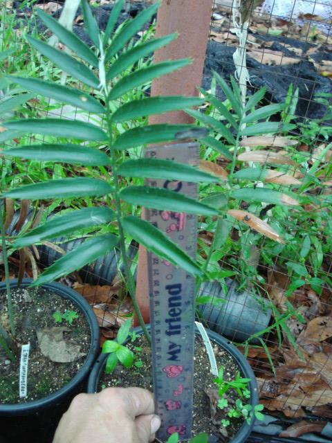 Encephalartos transvenosus "soutpansberg | Chananya Palm & Cycad Nursery - เมืองชัยภูมิ ชัยภูมิ