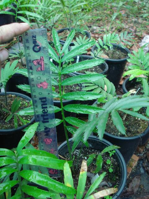 Encephalartso aplanatus | Chananya Palm & Cycad Nursery - เมืองชัยภูมิ ชัยภูมิ