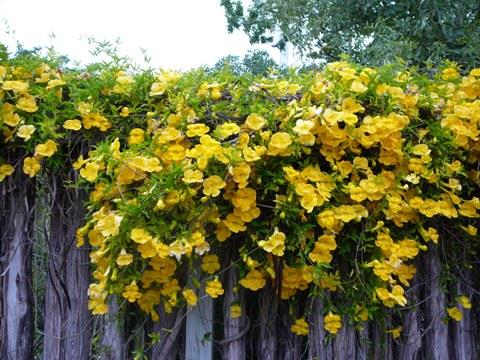 ต้นเหลืองชัชวาลย์ | naigarden - ดอยสะเก็ด เชียงใหม่