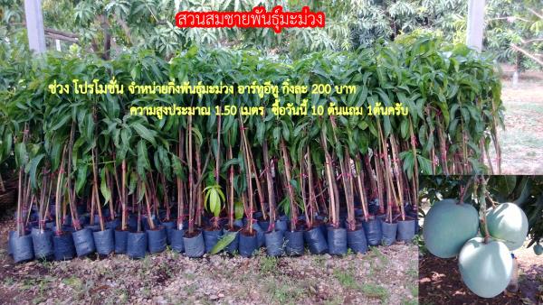 ช่วงโปรโมรชั่นพันธุ์มะม่วง อาร์ทูอีทู200 | สวนสมชายพันธุ์มะม่วง - พระพุทธบาท สระบุรี