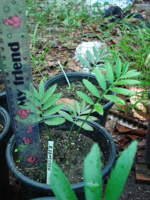 Encephalartos senticosus | Chananya Palm & Cycad Nursery - เมืองชัยภูมิ ชัยภูมิ