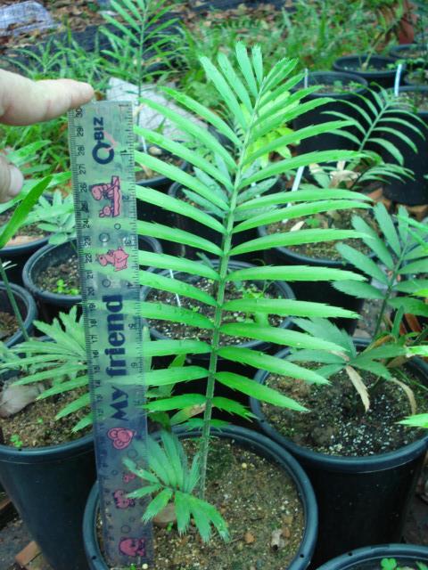 Encephalartos villosus | Chananya Palm & Cycad Nursery - เมืองชัยภูมิ ชัยภูมิ