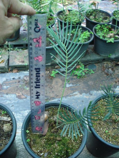 Encephalartos lanatus | Chananya Palm & Cycad Nursery - เมืองชัยภูมิ ชัยภูมิ