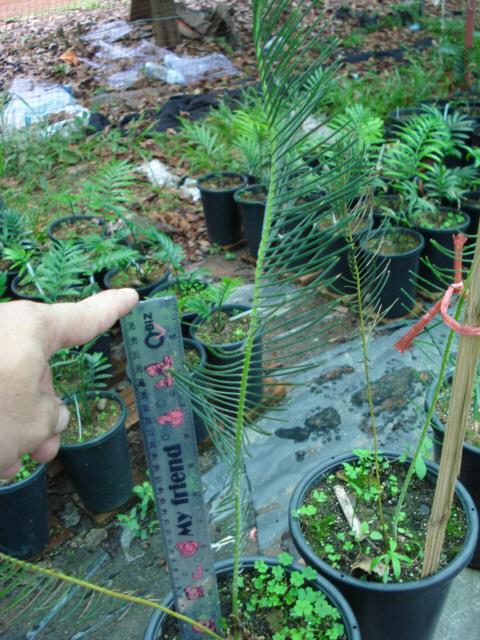 Encephalartos ghillinckii  | Chananya Palm & Cycad Nursery - เมืองชัยภูมิ ชัยภูมิ