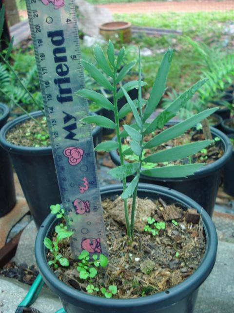 Encephalartos dyerianus | Chananya Palm & Cycad Nursery - เมืองชัยภูมิ ชัยภูมิ