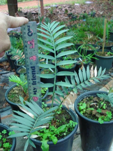 Encephalartos trispinosus | Chananya Palm & Cycad Nursery - เมืองชัยภูมิ ชัยภูมิ