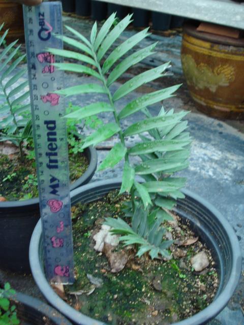 Encephalartos arenarius | Chananya Palm & Cycad Nursery - เมืองชัยภูมิ ชัยภูมิ