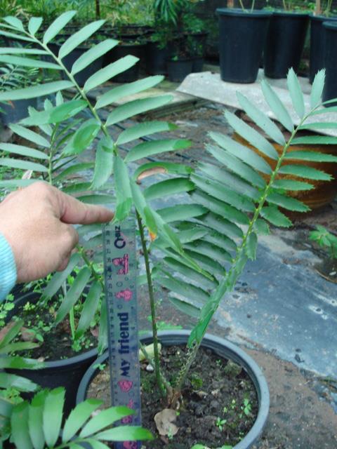 Encephalartos pterogonus  | Chananya Palm & Cycad Nursery - เมืองชัยภูมิ ชัยภูมิ