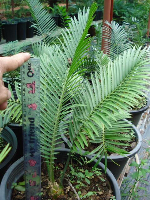 Encephalartos cerinus | Chananya Palm & Cycad Nursery - เมืองชัยภูมิ ชัยภูมิ