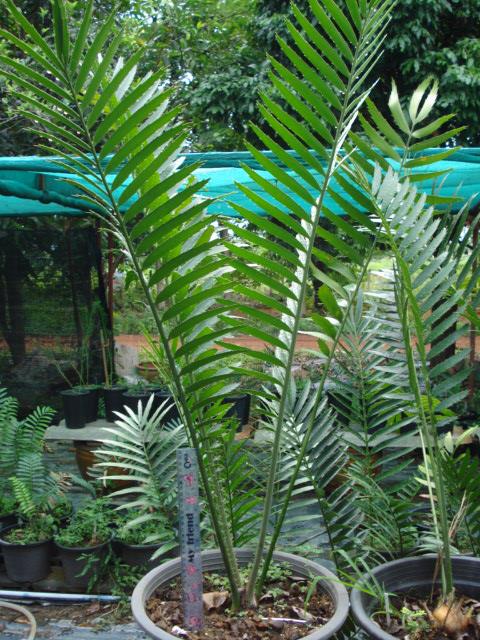 Encephalartos ituriensis | Chananya Palm & Cycad Nursery - เมืองชัยภูมิ ชัยภูมิ