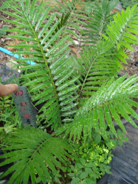 Encephalartos lebomboensis | Chananya Palm & Cycad Nursery - เมืองชัยภูมิ ชัยภูมิ