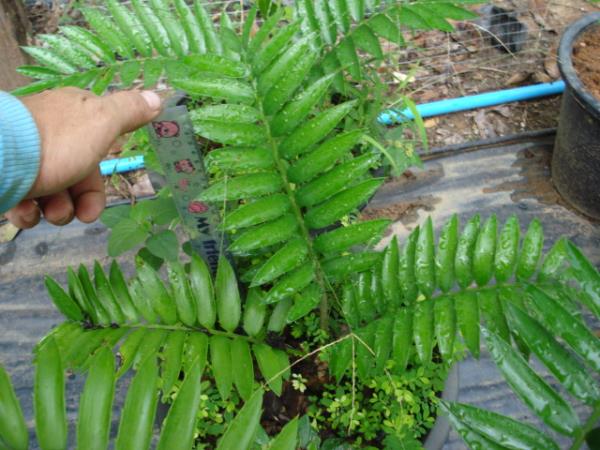 Encephalartos aemulans | Chananya Palm & Cycad Nursery - เมืองชัยภูมิ ชัยภูมิ