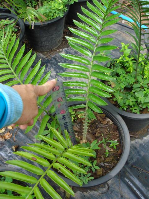 Encephalartos transvenosus "modjadji" | Chananya Palm & Cycad Nursery - เมืองชัยภูมิ ชัยภูมิ