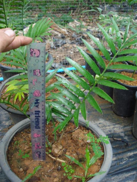 Encephalartos msinganus | Chananya Palm & Cycad Nursery - เมืองชัยภูมิ ชัยภูมิ