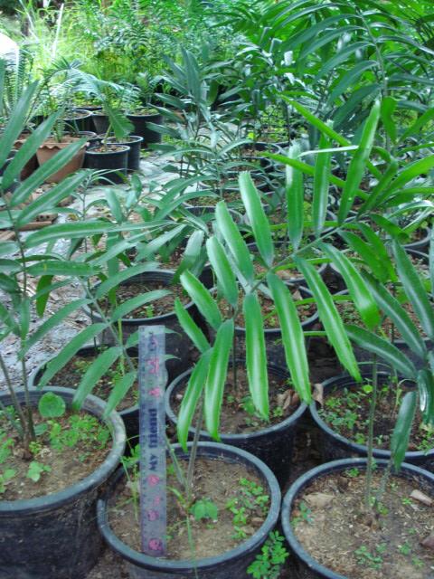 Encephalartos gratus  | Chananya Palm & Cycad Nursery - เมืองชัยภูมิ ชัยภูมิ