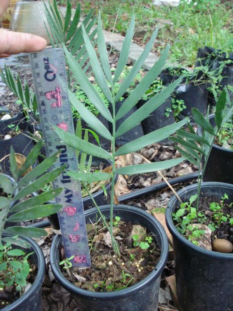 Encephalartos middelburgensis | Chananya Palm & Cycad Nursery - เมืองชัยภูมิ ชัยภูมิ