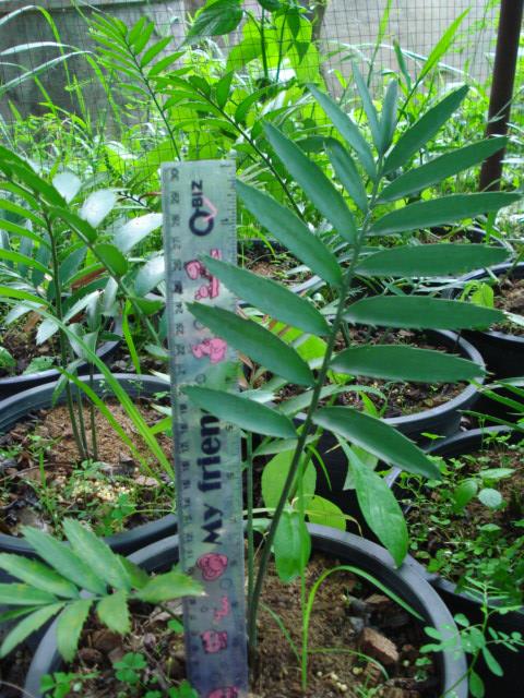 Encephalartos altensteinii | Chananya Palm & Cycad Nursery - เมืองชัยภูมิ ชัยภูมิ