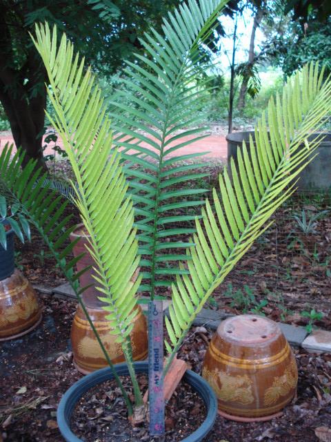 Encephalartos equatorialis | Chananya Palm & Cycad Nursery - เมืองชัยภูมิ ชัยภูมิ