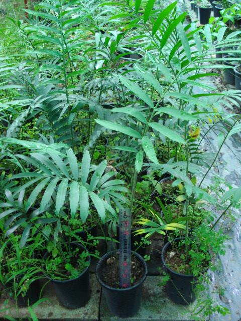 Encephalartos whitelockii