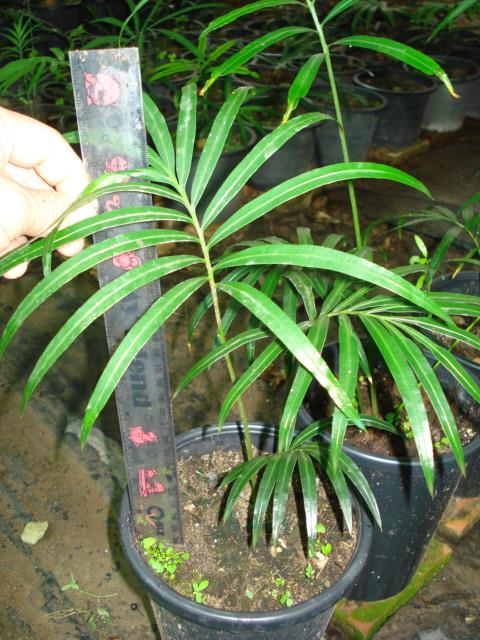 Cycas changjiangensis