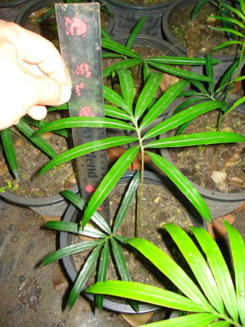 Cycas diannanensis | Chananya Palm & Cycad Nursery - เมืองชัยภูมิ ชัยภูมิ