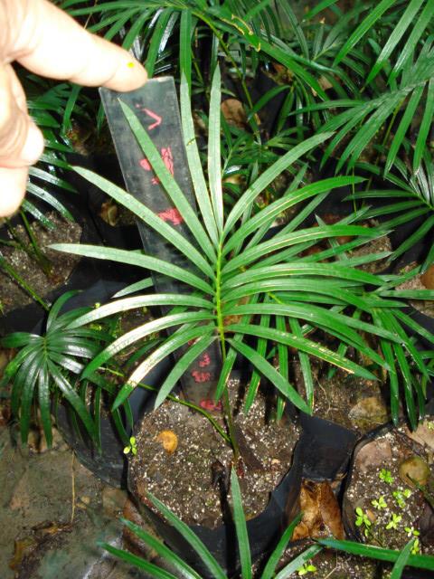 Cycas panzhihuanensis | Chananya Palm & Cycad Nursery - เมืองชัยภูมิ ชัยภูมิ