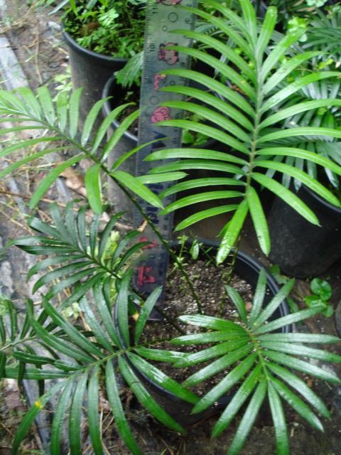 Cycas normanbyana