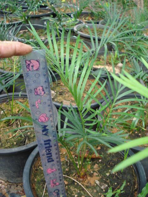 Cycas ophiolitica | Chananya Palm & Cycad Nursery - เมืองชัยภูมิ ชัยภูมิ