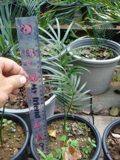 Cycas megacarpa | Chananya Palm & Cycad Nursery - เมืองชัยภูมิ ชัยภูมิ