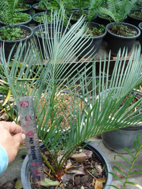 Cycas couttsiana