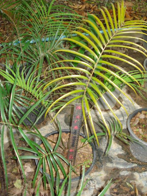 Ceratozamia kuesteriana | Chananya Palm & Cycad Nursery - เมืองชัยภูมิ ชัยภูมิ