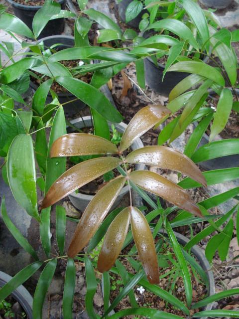 Ceratozamia latifolia