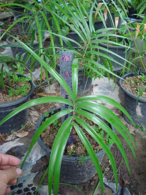 Ceratozamia maxicana