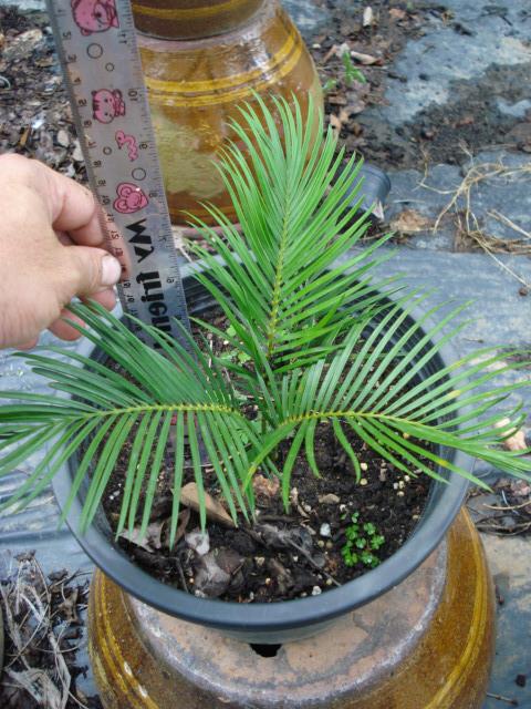 Macrozamia macdonnellii