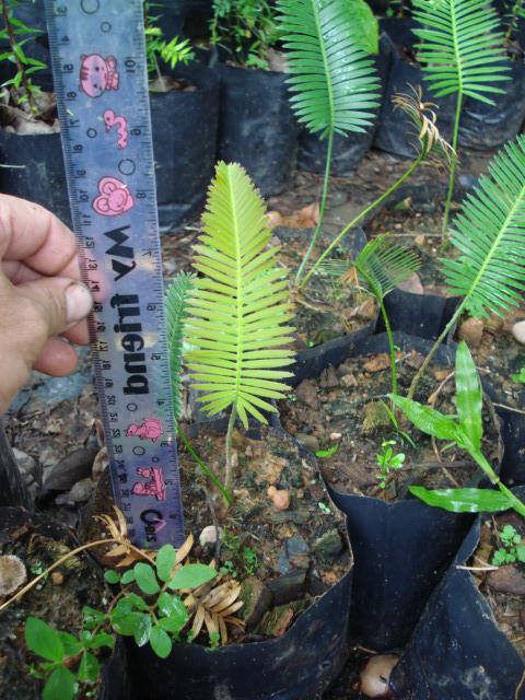 Dioon edule | Chananya Palm & Cycad Nursery - เมืองชัยภูมิ ชัยภูมิ