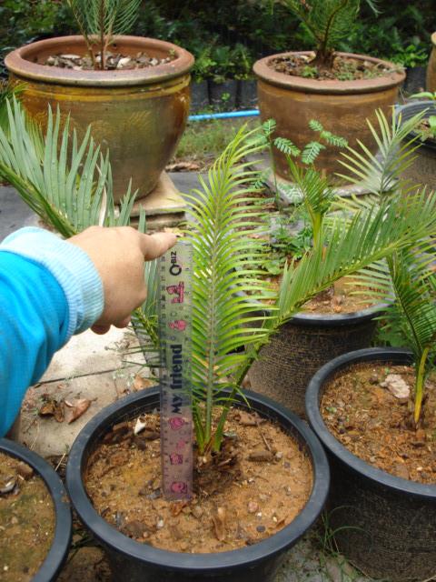 Macrozamia macdonnellii