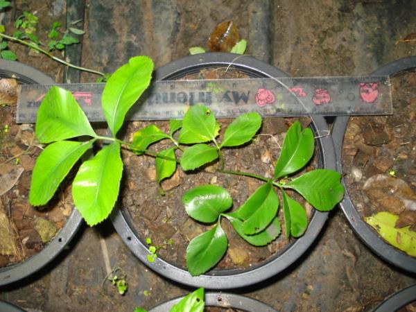 Stangeria eriopus | Chananya Palm & Cycad Nursery - เมืองชัยภูมิ ชัยภูมิ